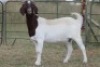1X BOERBOK OOI/EWE S # KR133/130 - 4