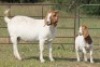 1+1X BOERBOK OOI/EWE S # 198 - 2