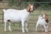 1+1X BOERBOK OOI/EWE S # 198 - 3