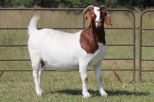 1X BOERBOK OOI/EWE S#1520180