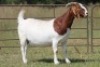 1X BOERBOK OOI/EWE S#1520180 - 2