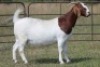 1X BOERBOK OOI/EWE S#1520180 - 3
