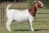 1X BOERBOK OOI/EWE S#1520180 - 4