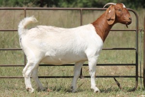 1X BOERBOK OOI/EWE S # 1520184