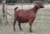 3X KALAHARI RED OOI/EWE FLOCK FLOCK (PAY PER ANIMAL TO TAKE ALL) - 3