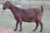 3X KALAHARI RED OOI/EWE FLOCK FLOCK (PAY PER ANIMAL TO TAKE ALL) - 4