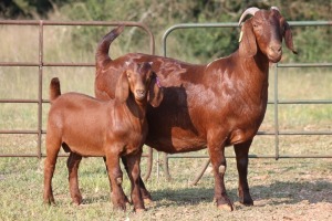 1+1X KALAHARI RED OOI/EWE FLOCK