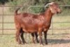 1+1X KALAHARI RED OOI/EWE FLOCK - 2