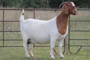 1X BOERBOK OOI/EWE STUD