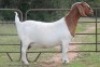 1X BOERBOK OOI/EWE STUD - 2