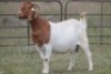 1X BOERBOK OOI/EWE S # 1520189 - 2