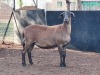 LOT 37 1X MEATMASTER OOI/EWE OCHRE MEATMASTERS