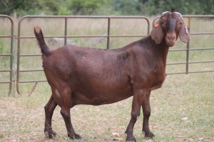 1X KALAHARI RED OOI/EWE FLOCK