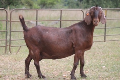1X KALAHARI RED OOI/EWE FLOCK