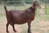 1X KALAHARI RED OOI/EWE FLOCK - 2