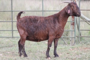 2X KALAHARI RED OOI/EWE FLOCK (PAY PER ANIMAL TO TAKE ALL)