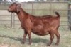 2X KALAHARI RED OOI/EWE FLOCK (PAY PER ANIMAL TO TAKE ALL) - 2