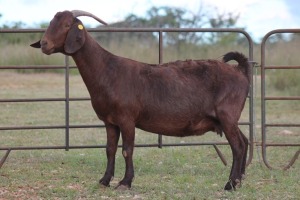 3+2X KALAHARI RED OOI/EWE FLOCK (PAY PER ANIMAL TO TAKE ALL)