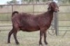 3+2X KALAHARI RED OOI/EWE FLOCK (PAY PER ANIMAL TO TAKE ALL) - 2