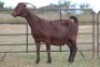 3+2X KALAHARI RED OOI/EWE FLOCK (PAY PER ANIMAL TO TAKE ALL) - 3