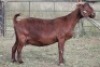 3+2X KALAHARI RED OOI/EWE FLOCK (PAY PER ANIMAL TO TAKE ALL) - 5
