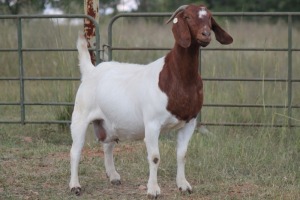 1+1X BOERBOK OOI/EWE FLOCK