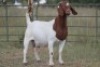 1+1X BOERBOK OOI/EWE FLOCK