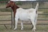 1+1X BOERBOK OOI/EWE FLOCK - 2