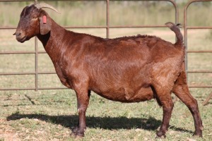 3X KALAHARI RED OOI/EWE FLOCK (PAY PER ANIMAL TO TAKE ALL)