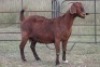 3X KALAHARI RED OOI/EWE FLOCK (PAY PER ANIMAL TO TAKE ALL) - 3