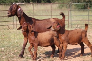 1X KALAHARI RED OOI/EWE FLOCK