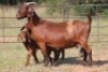 1X KALAHARI RED OOI/EWE FLOCK - 2