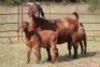 1X KALAHARI RED OOI/EWE FLOCK - 3