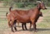 1X KALAHARI RED OOI/EWE FLOCK - 4
