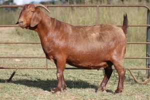 1X KALAHARI RED OOI/EWE FLOCK