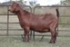 1X KALAHARI RED OOI/EWE FLOCK - 2