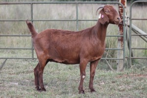 3X KALAHARI RED OOI/EWE FLOCK FLOCK (PAY PER ANIMAL TO TAKE ALL)