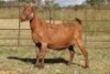 3X KALAHARI RED OOI/EWE FLOCK FLOCK (PAY PER ANIMAL TO TAKE ALL) - 2