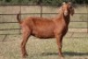 3X KALAHARI RED OOI/EWE FLOCK FLOCK (PAY PER ANIMAL TO TAKE ALL) - 3