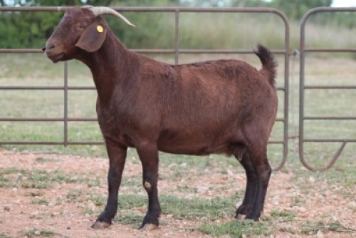 2X KALAHARI RED OOI/EWE FLOCK (PAY PER ANIMAL TO TAKE ALL)