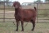 2X KALAHARI RED OOI/EWE FLOCK (PAY PER ANIMAL TO TAKE ALL) - 2