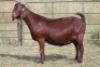 2X KALAHARI RED OOI/EWE FLOCK (PAY PER ANIMAL TO TAKE ALL) - 4