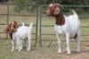 1+2X BOERBOK OOI/EWE S # 152 - 2