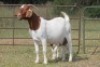 1+2X BOERBOK OOI/EWE S # 152 - 3