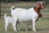 1+2X BOERBOK OOI/EWE S # 152 - 4
