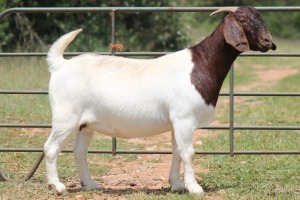 1X BOERBOK OOI/EWE S # 1520186