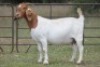 1X BOERBOK OOI/EWE S #1520121