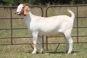 1X BOERBOK OOI/EWE S# 1520154