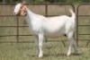 1X BOERBOK OOI/EWE S# 1520154 - 2