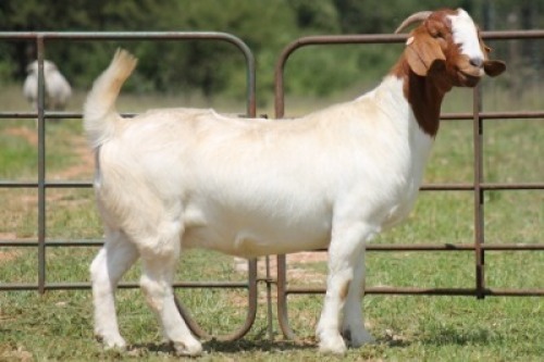 1X BOERBOK OOI/EWE S # 1520188